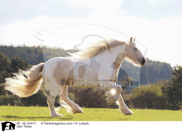 Irish Tinker / HL-03411