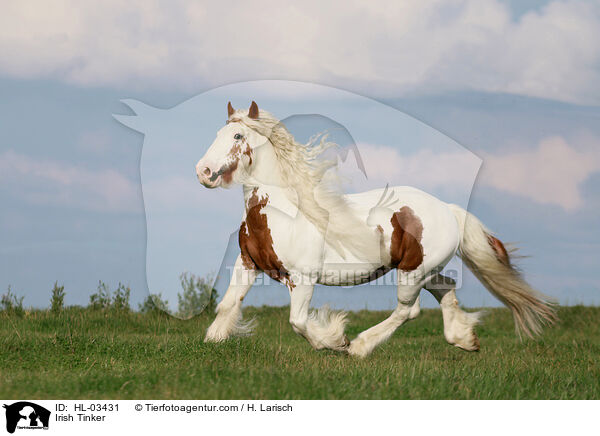 Irish Tinker / HL-03431