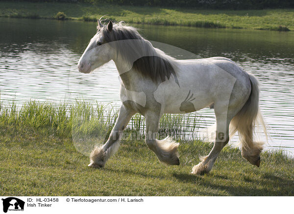 Irish Tinker / HL-03458