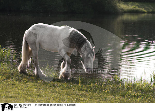 Irish Tinker / HL-03460