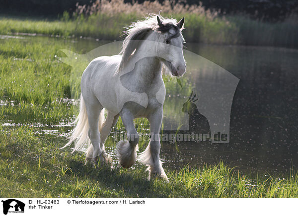 Irish Tinker / HL-03463