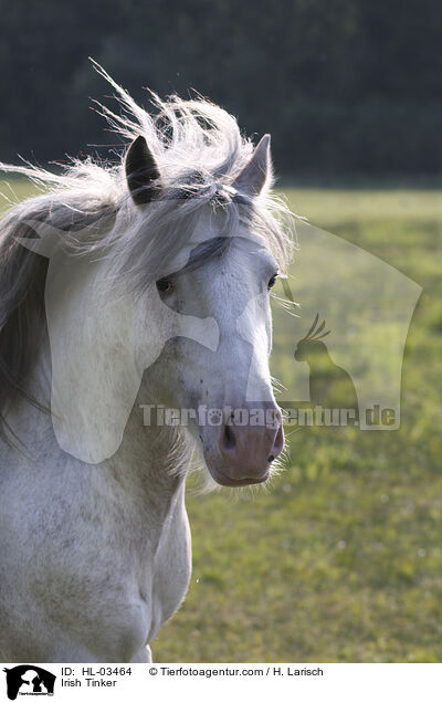 Irish Tinker / HL-03464