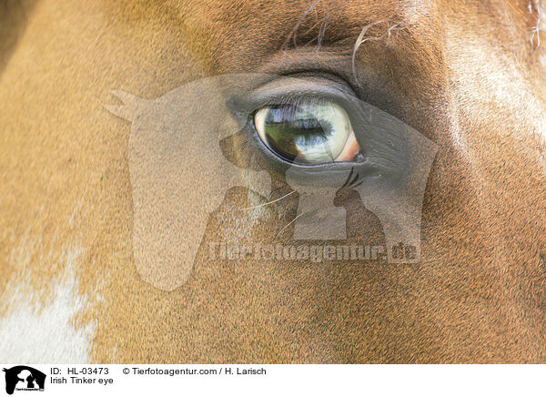 Irish Tinker eye / HL-03473