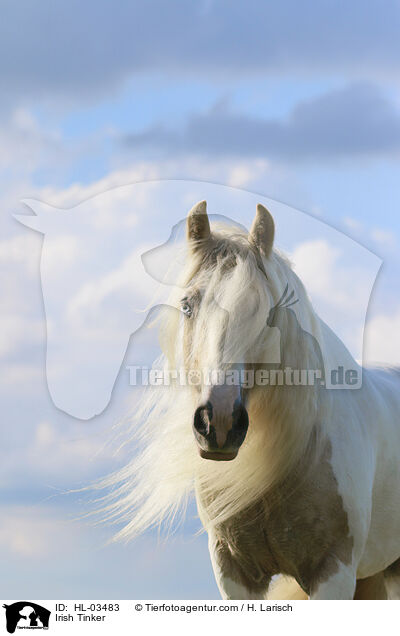 Irish Tinker / HL-03483