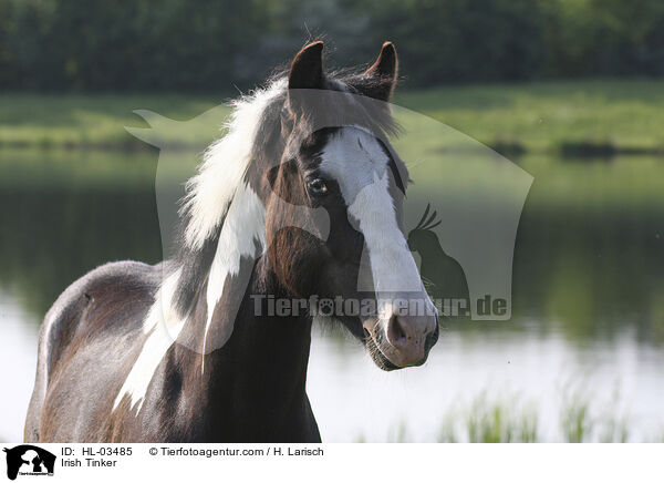 Irish Tinker / HL-03485