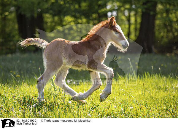 Irish Tinker Fohlen / Irish Tinker foal / MM-01939