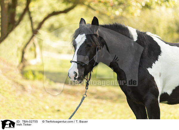 Irish Tinker / TBA-02755