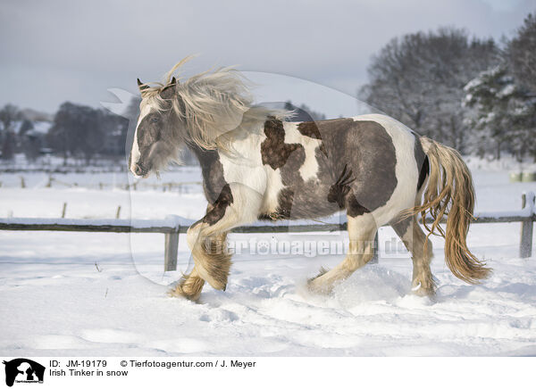 Irish Tinker im Schnee / Irish Tinker in snow / JM-19179