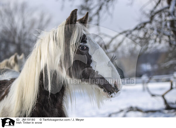 Irish Tinker im Schnee / Irish Tinker in snow / JM-19180