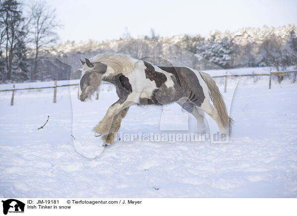 Irish Tinker im Schnee / Irish Tinker in snow / JM-19181