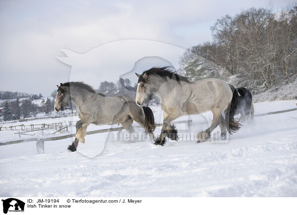 Irish Tinker in snow / JM-19194