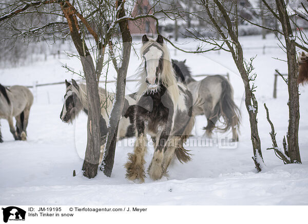 Irish Tinker in snow / JM-19195