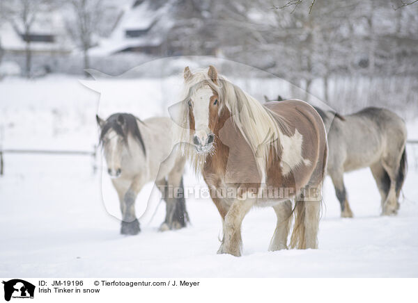 Irish Tinker in snow / JM-19196