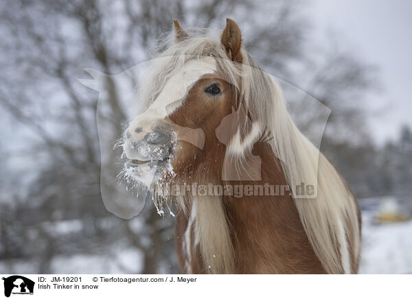 Irish Tinker in snow / JM-19201
