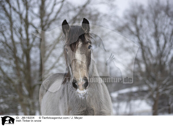 Irish Tinker in snow / JM-19204