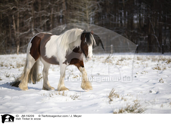 Irish Tinker im Schnee / Irish Tinker in snow / JM-19209