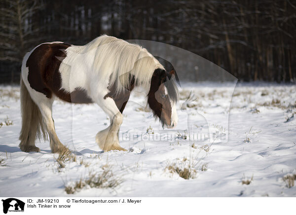Irish Tinker in snow / JM-19210