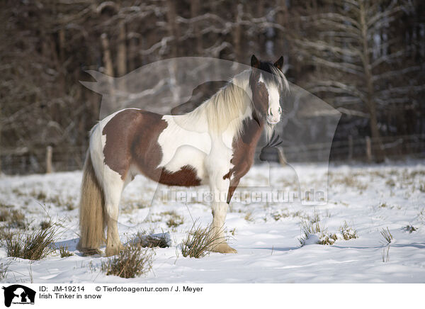 Irish Tinker in snow / JM-19214