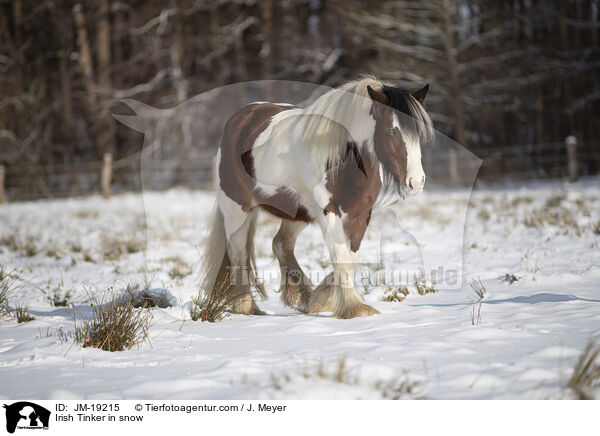 Irish Tinker in snow / JM-19215