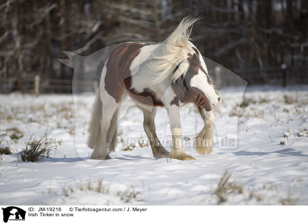 Irish Tinker in snow / JM-19216