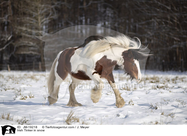 Irish Tinker in snow / JM-19218