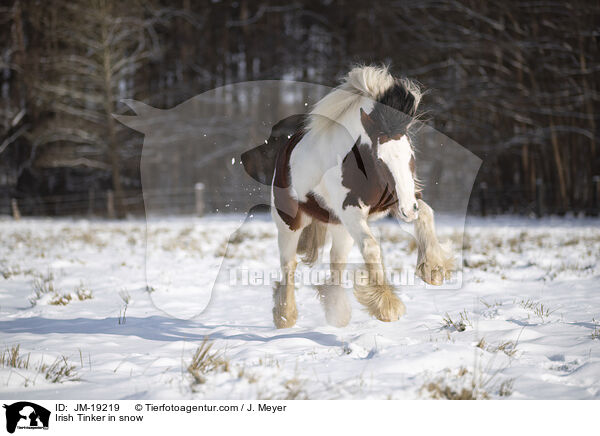 Irish Tinker in snow / JM-19219