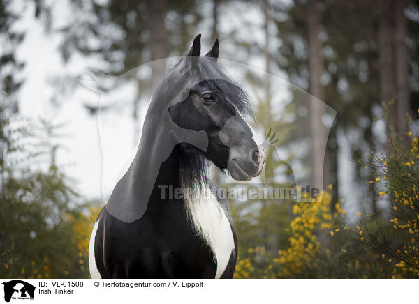 Irish Tinker / Irish Tinker / VL-01508