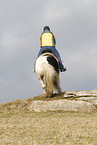 Irish Tinker
