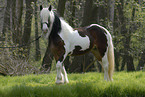 Irish Tinker