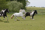 running Irish Tinker