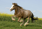 red Irish Tinker