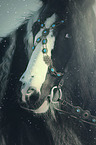 Irish Tinker Portrait