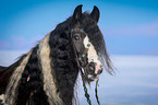Irish Tinker Portrait
