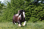 galloping Irish Tinker