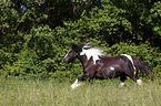 galloping Irish Tinker
