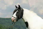 Irish Tinker Portrait