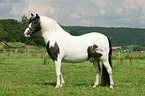 Irish Tinker