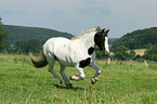 galloping Irish Tinker