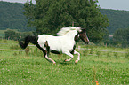 galloping Irish Tinker
