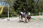 horse-ralley