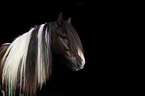 Irish Tinker Portrait