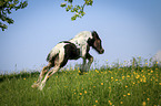 Irish Tinker Foal