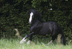 galloping Irish Tinker