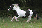 galloping Irish Tinker