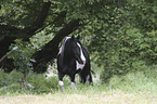 walking Irish Tinker