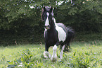galloping Irish Tinker