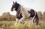 trotting Irish Tinker
