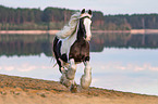 galloping Irish Tinker