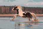 galloping Irish Tinker