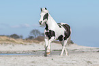 galloping Irish Tinker